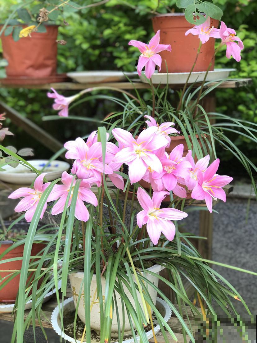 5种花有“气象本领”，学会看它“脸色”，天气预报都省了