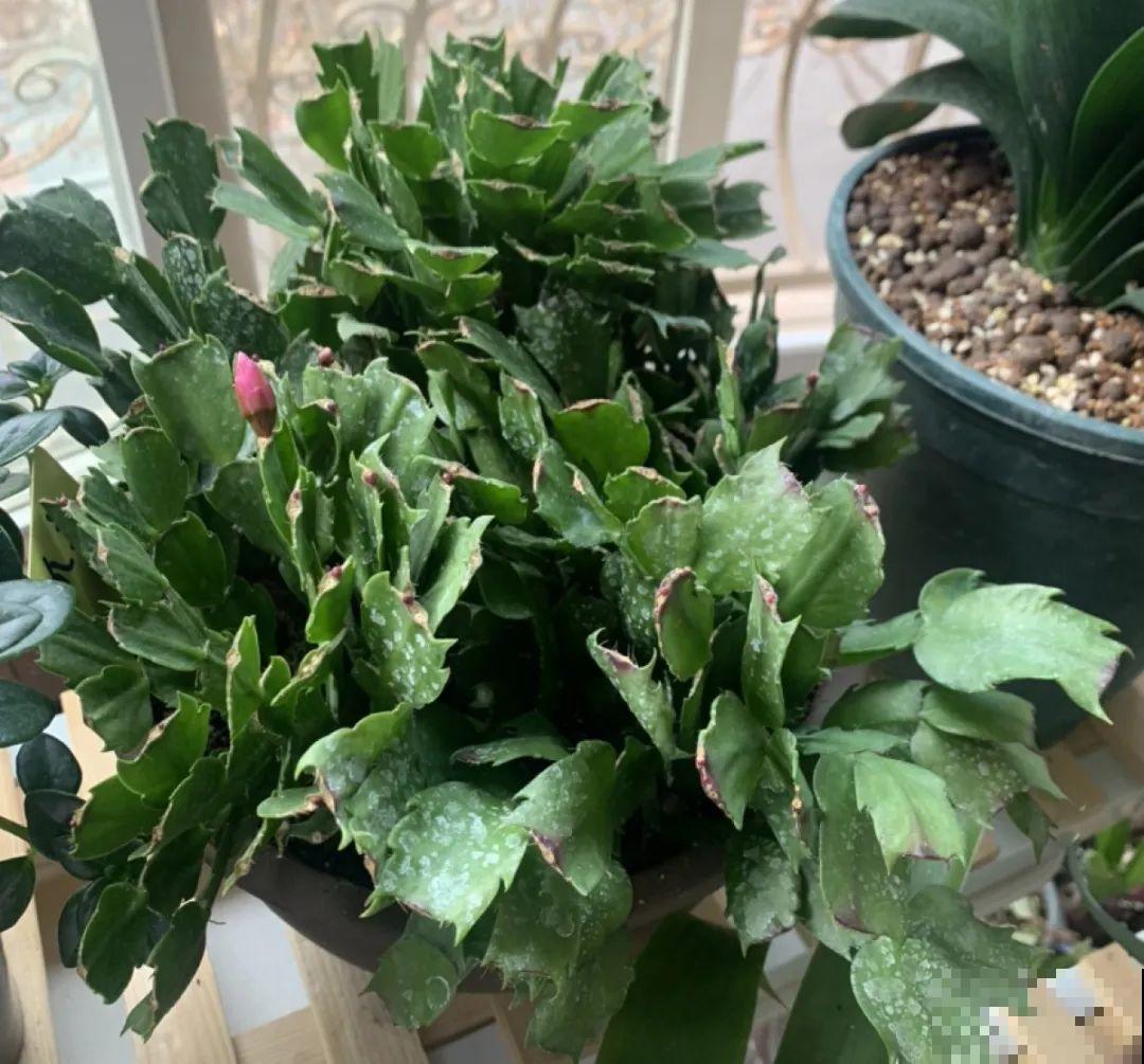 10种花得穷养，盆越小、水越少，越长得旺