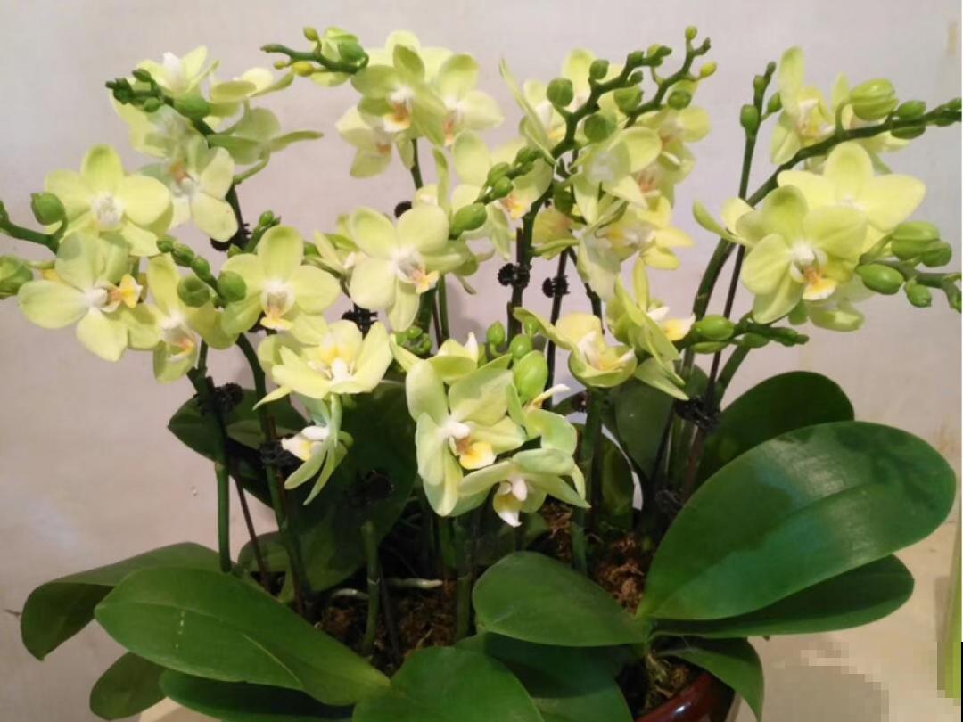 10种花冬天要施肥,不然不开花,而且活不过一年 10种花冬天要施肥,不然不开花,而且活不过一年