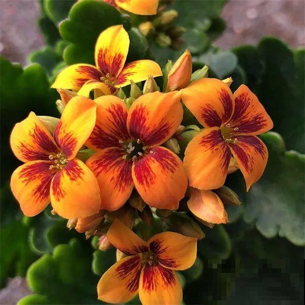 冬天常见的“吉利花”，耐旱皮实花量大，大半年都在开花