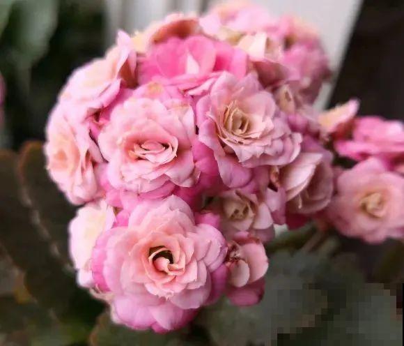 冬天常见的“吉利花”，耐旱皮实花量大，大半年都在开花