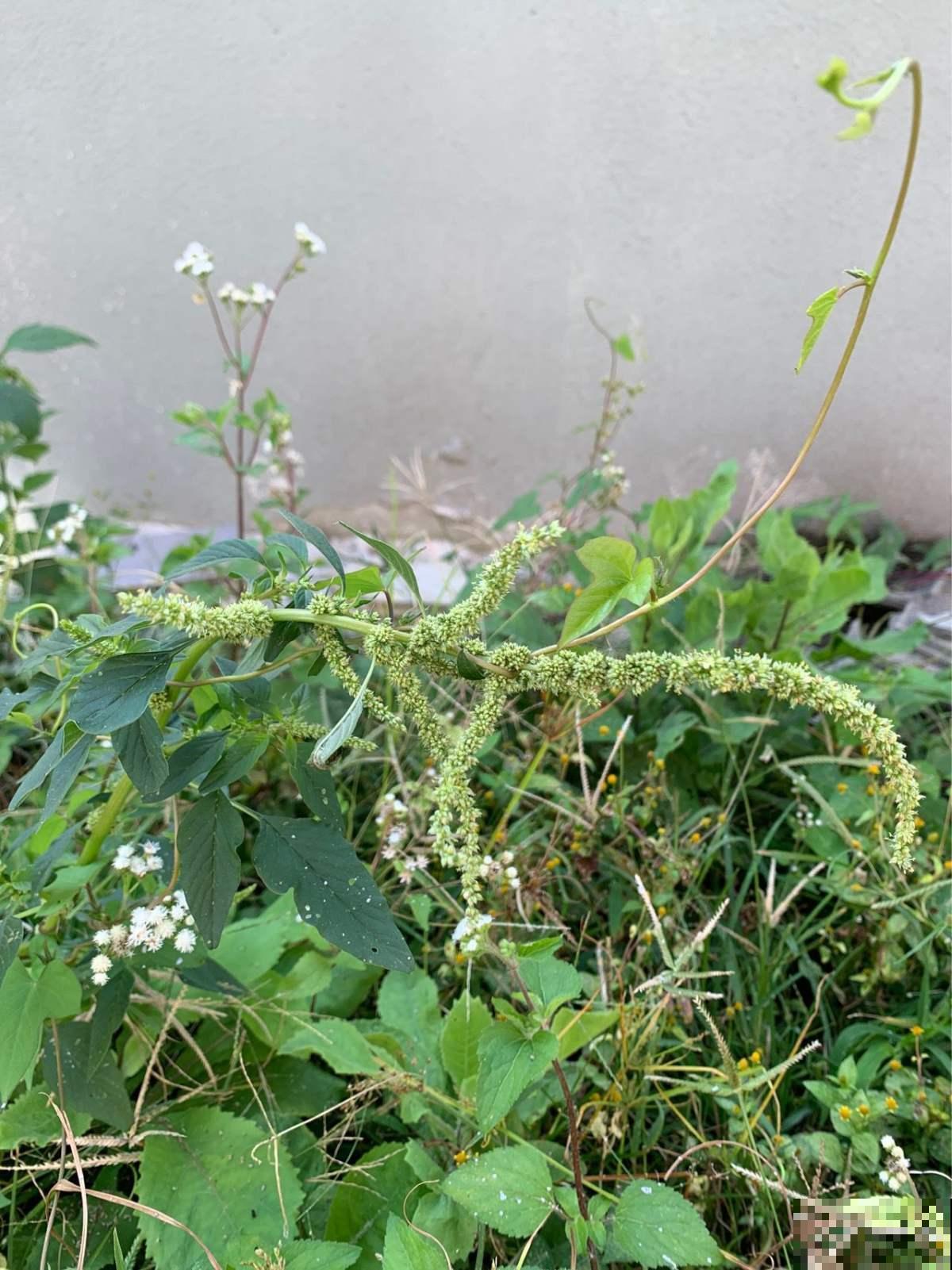 这7种入侵植物很常见，见到它不要留情，留着是祸害