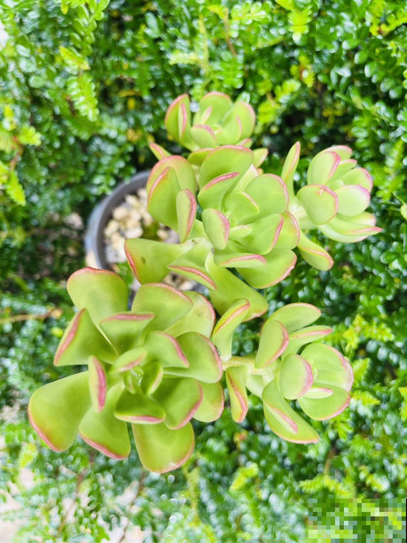 3种花喜欢“穷养”，塞进小花盆、少浇水，才能越涨越旺