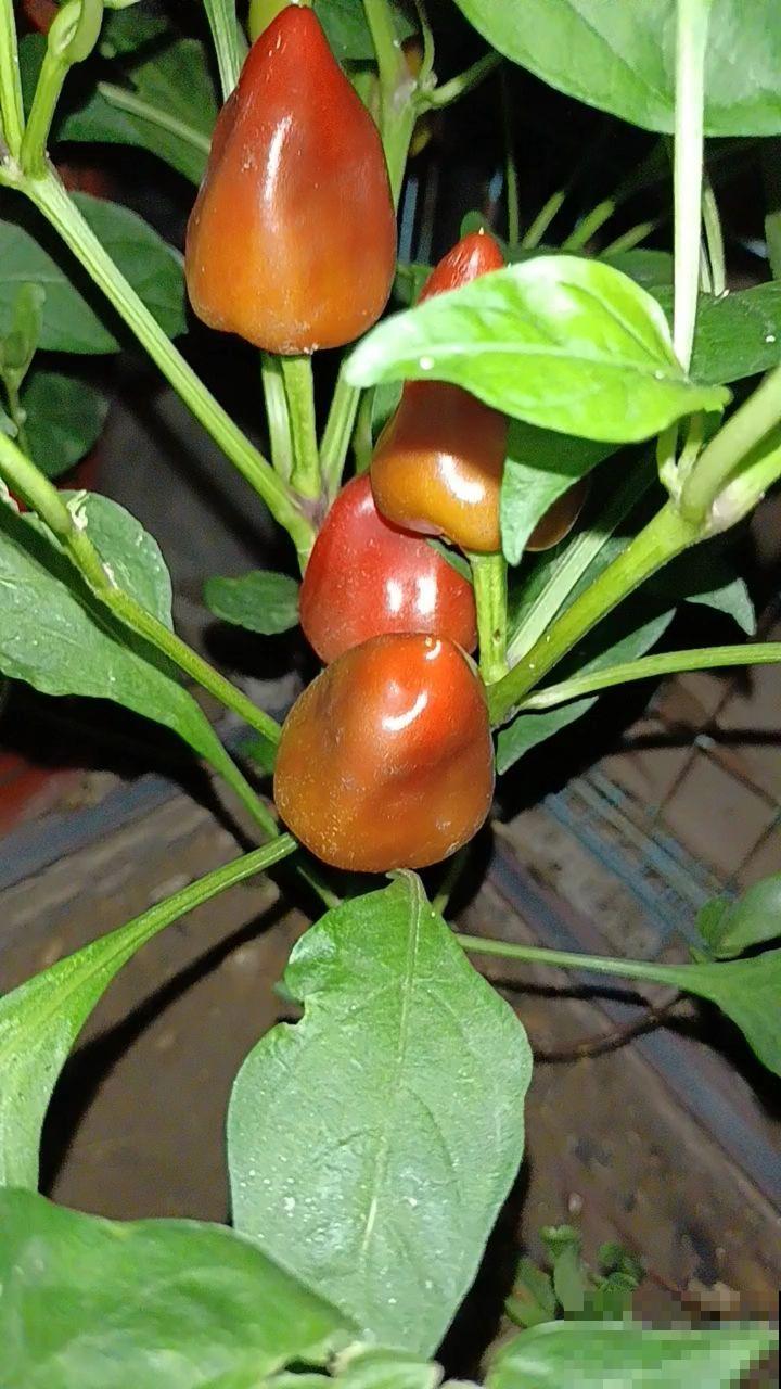 阳台也能打造菜园子，现在种1个月后就能吃，省下多少买菜钱