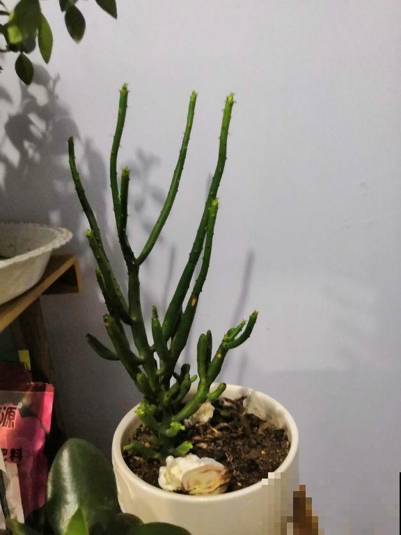 1种花只有“绿杆子”，太阳一照碧绿通透，还有招财好兆头