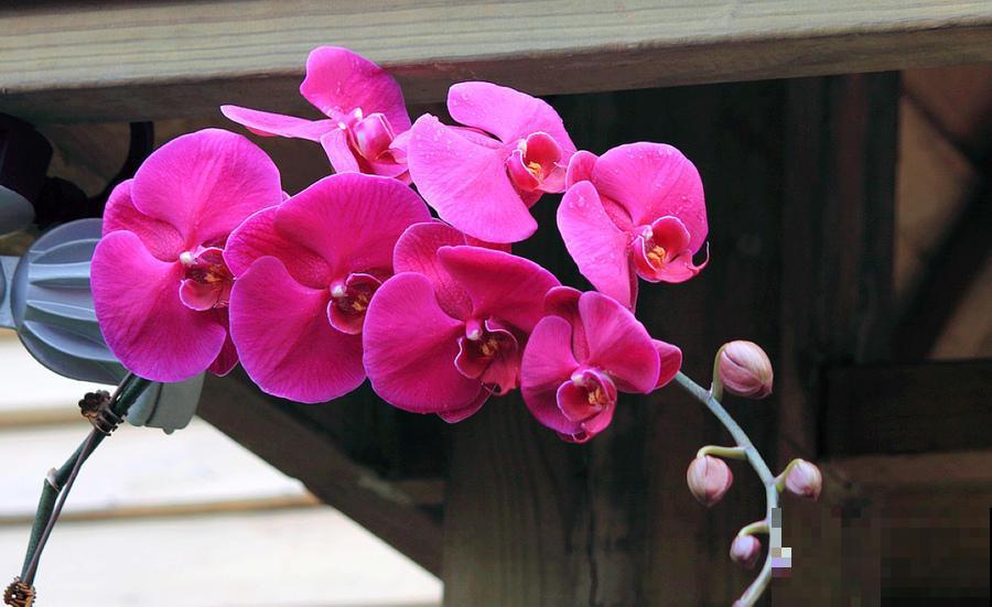 5种植物越养越枯，老手都养不活，再好看也慎养