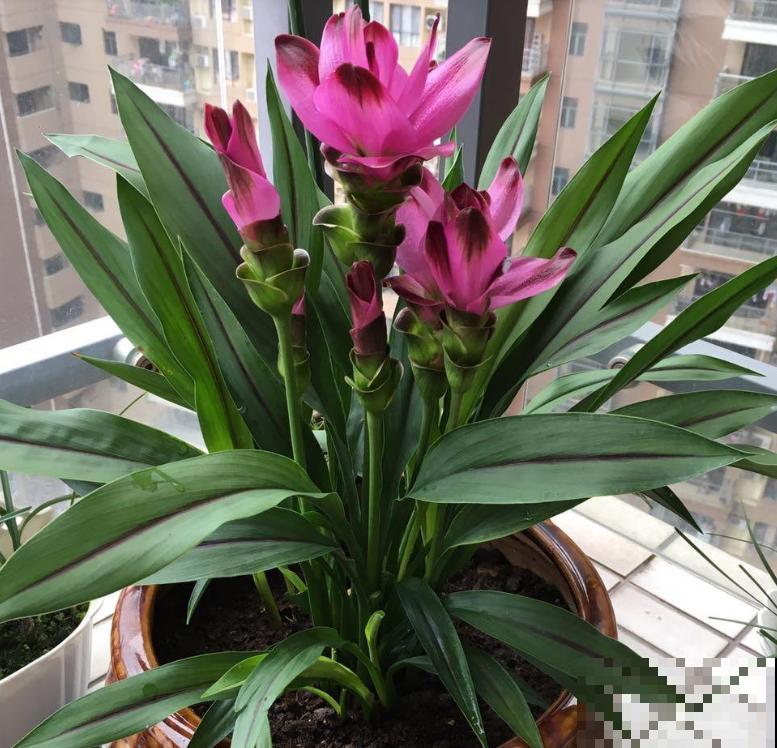 生姜也能开“荷花”？一个星期就发芽，开出比脸还大的“荷花”