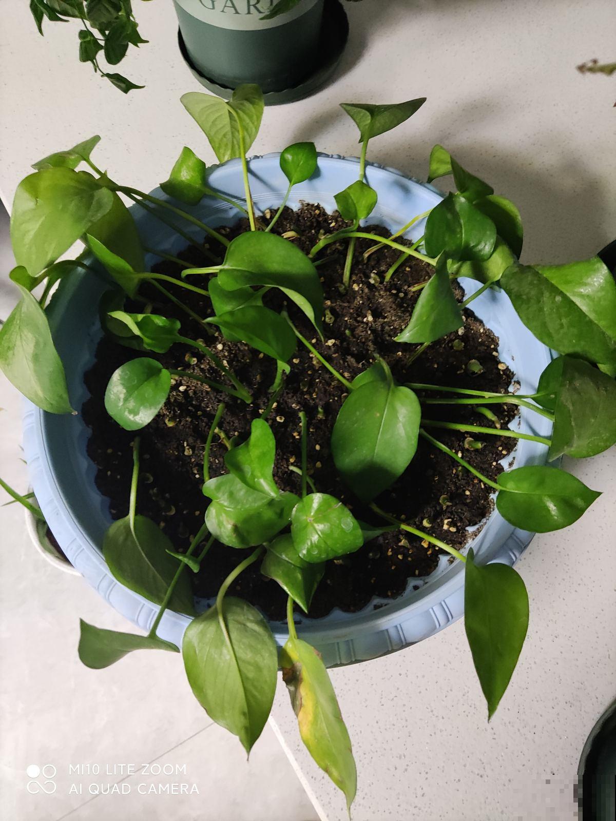 厨房油烟重就养5种绿植，净化空气效果好，还能揪一把炒菜吃