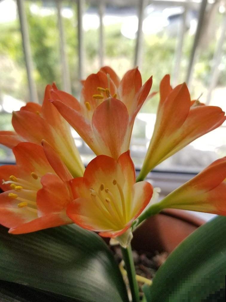 家里养的“长寿”植物，我们村都当传家宝养，养20年20万不卖