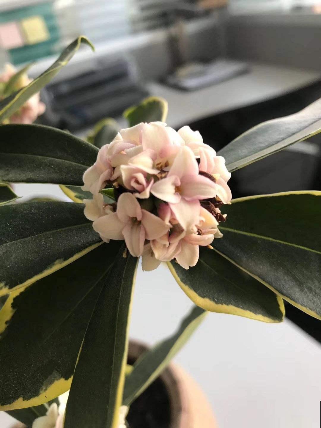 冬天养金边瑞香,做好两件事,坐等开花就可以了 冬天养金边瑞香,做好两件事,坐等开花就可以了