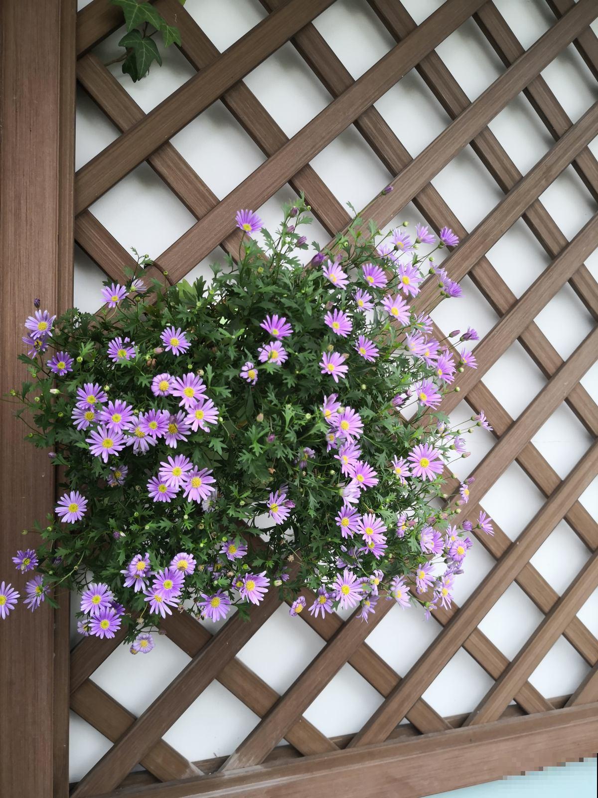 1种花是“开花机器”,全年都在开花,爆盆很容易 1种花是“开花机器”,全年都在开花,爆盆很容易