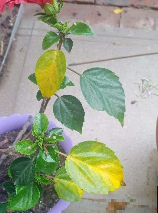 为什么养的花草总枯死？原来5个要点没注意，以前真是白费功夫了