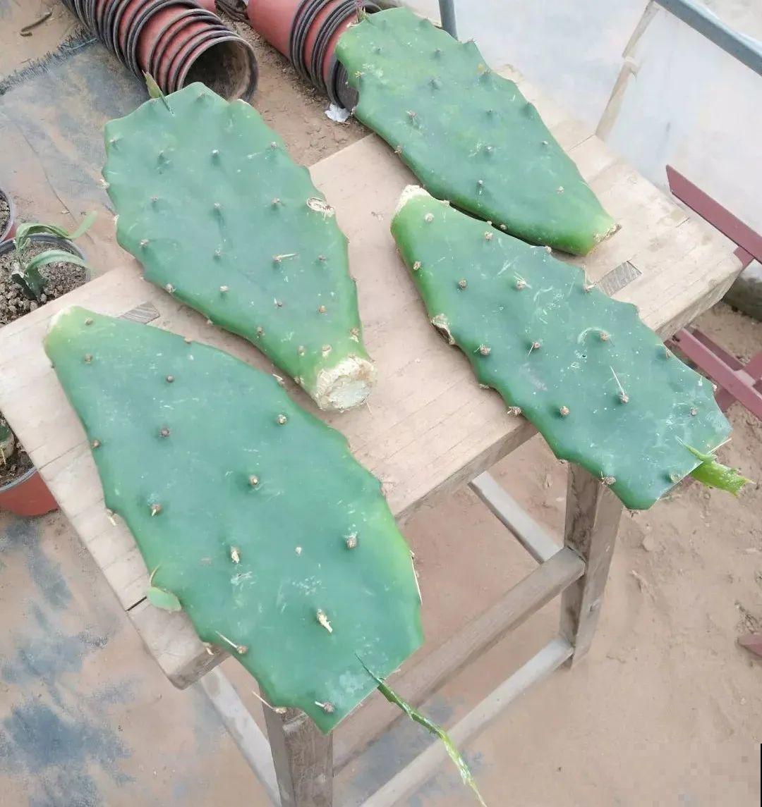 蟹爪兰软趴趴、掉花苞？它有“5怕”，避开后，叶片硬如铁！