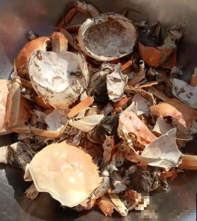 家里的“垃圾”留下，拿来养花效果好，颜值超高