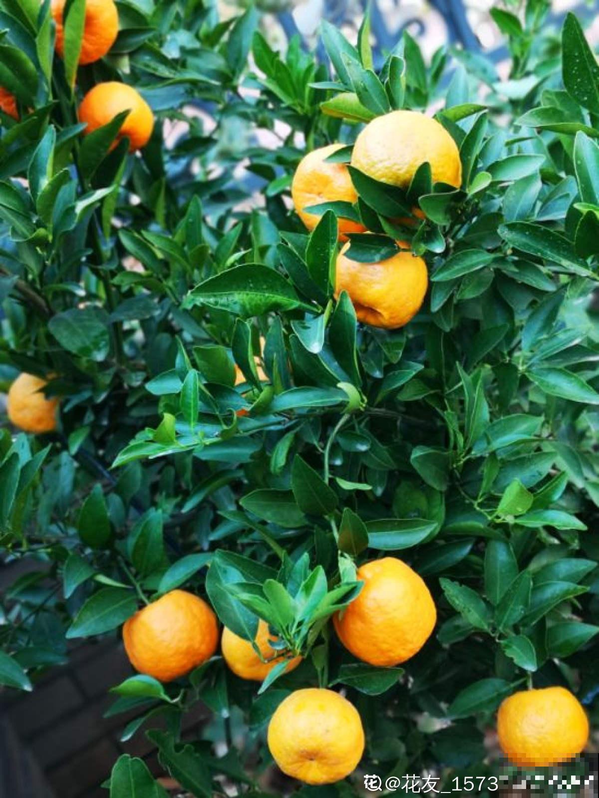 4种果树特旺宅，好看好养又好吃，还都是当季水果