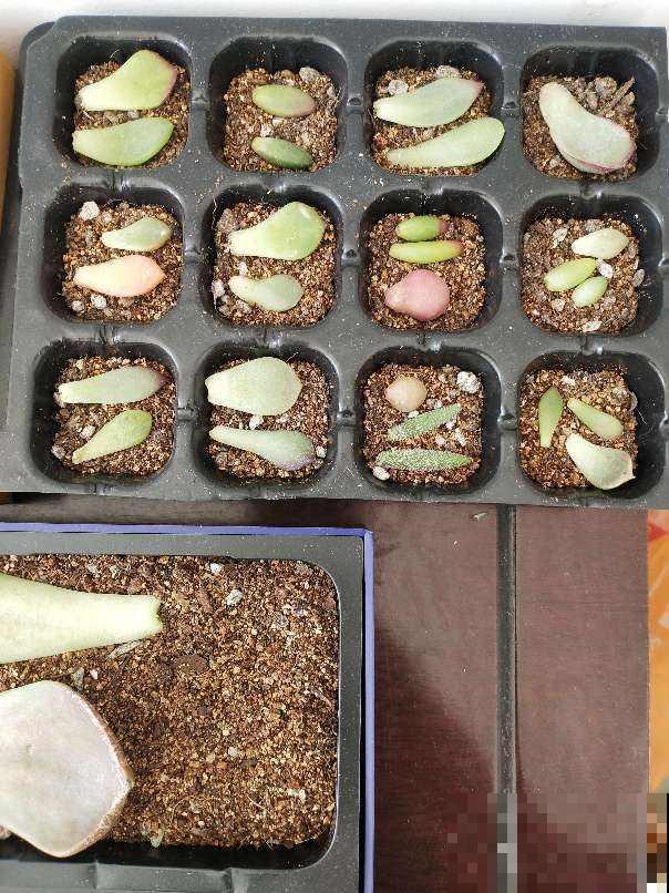 烟丝在啤酒里泡一天，5天给花喝一勺，安全杀虫污染