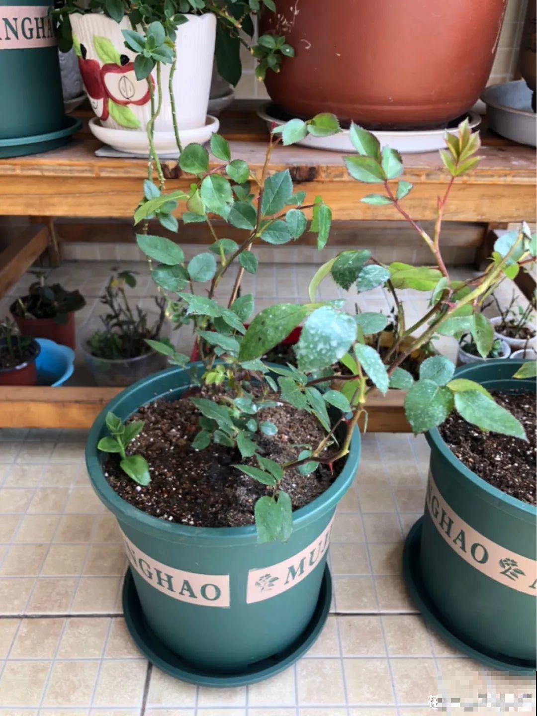 不良商贩真缺德，高价卖假货，不少人都上当