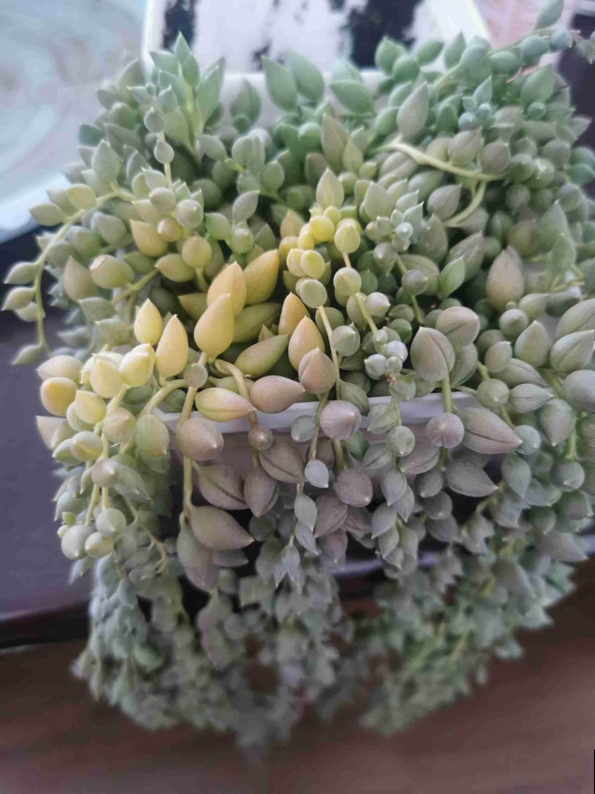 室内“多肉党”福音,6种多肉特耐阴,没光也能养爆盆 室内“多肉党”福音,6种多肉特耐阴,没光也能养爆盆