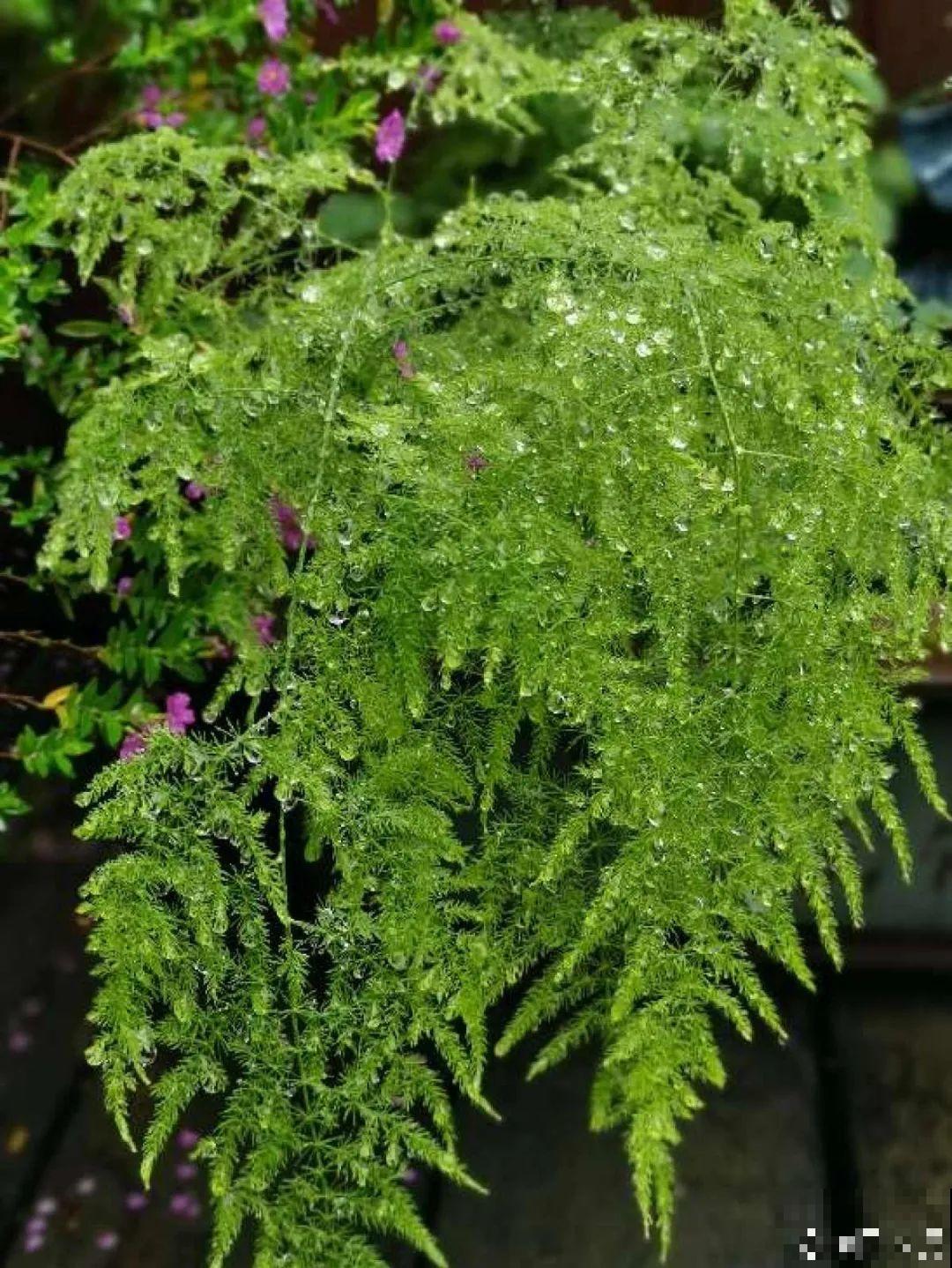 10种“怕晒花”，越晒死越快，半阴地儿反倒长得旺