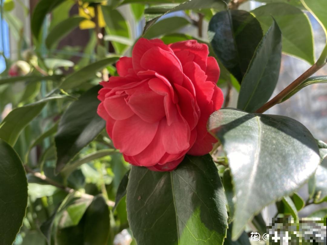 冬天常见的茶花，6个“毛病”经常犯，真难养