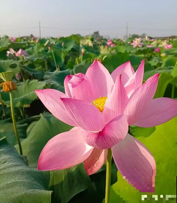 男人和女人喜欢的花，不敢说一模一样，只能说毫无关系