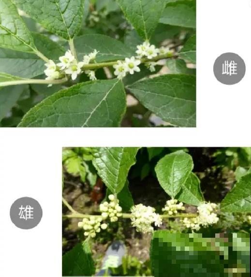 -30℃都不怕的“富贵树”,天越冷、果子越红,一挂就是大半年 -30℃都不怕的“富贵树”,天越冷、果子越红,一挂就是大半年