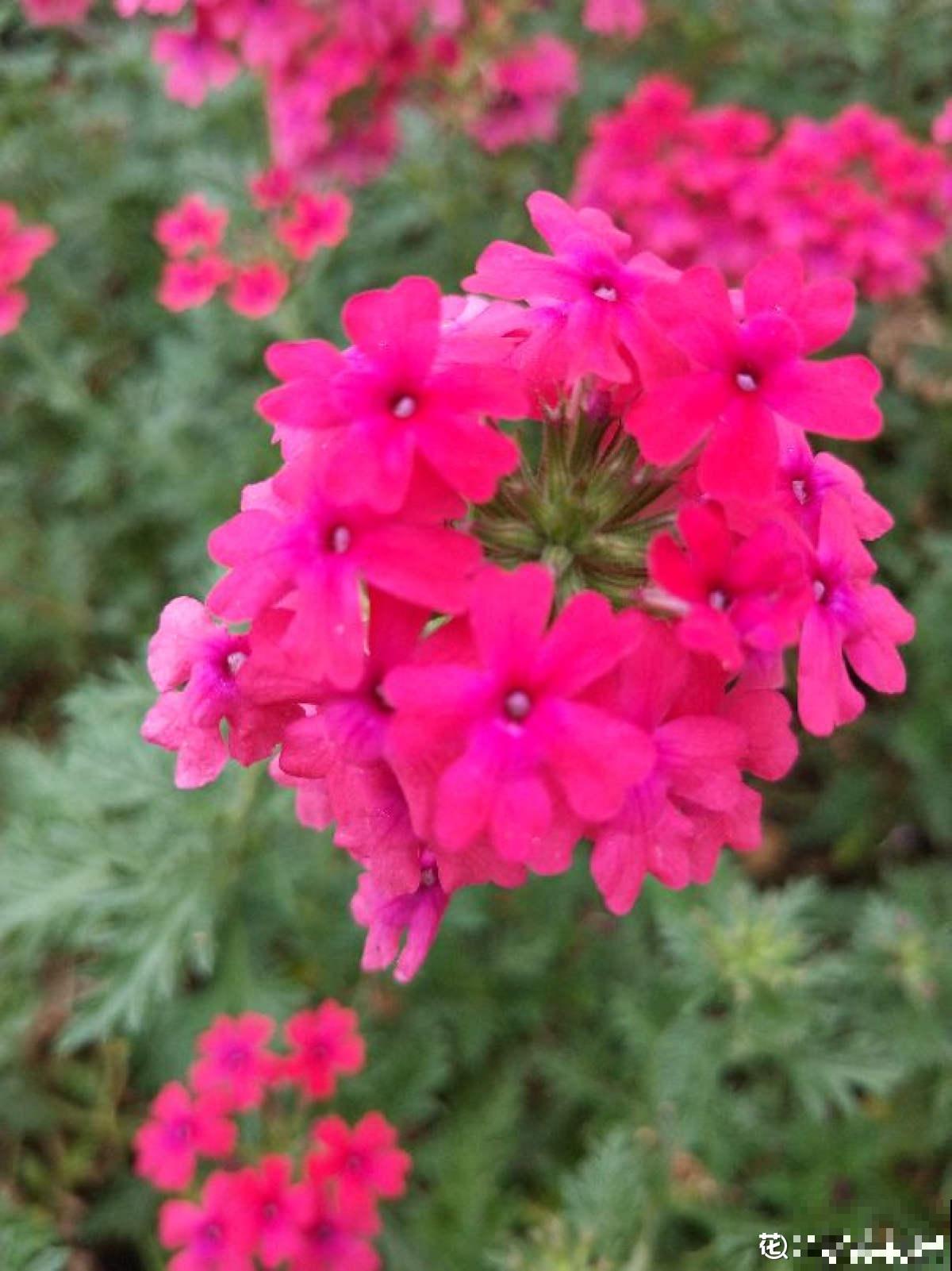 1种“美女花”，长在路边是野花，回家种就成了“开花机器”