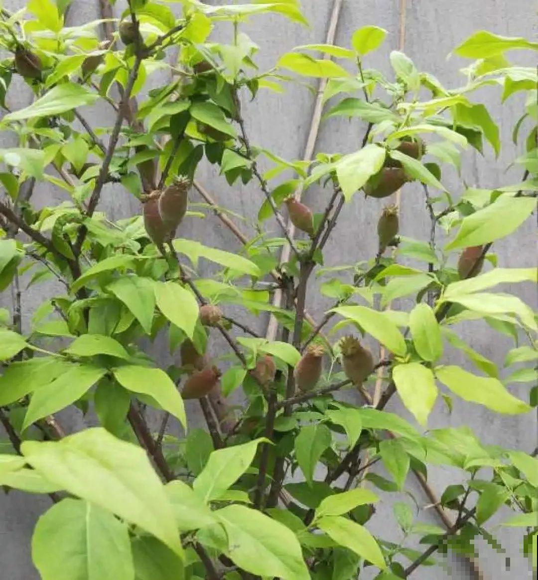 路上看见银杏果,不要捡,小心有毒! 路上看见银杏果,不要捡,小心有毒!