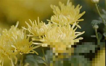 不怕冷的花，零下15度也能长得旺，冬天养正合适