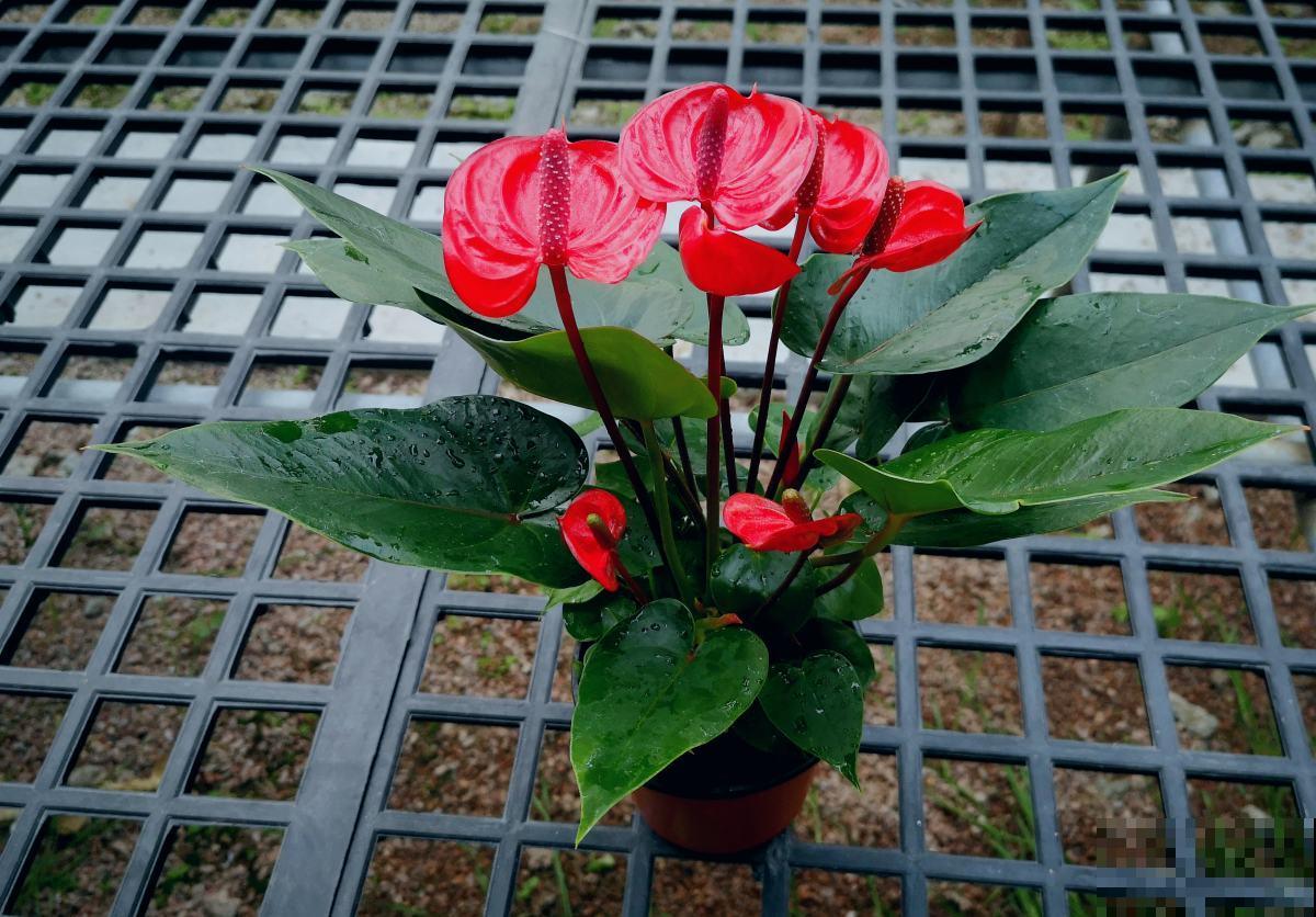 朋友开业搬新家，就送这9种植物，招财进宝面子十足