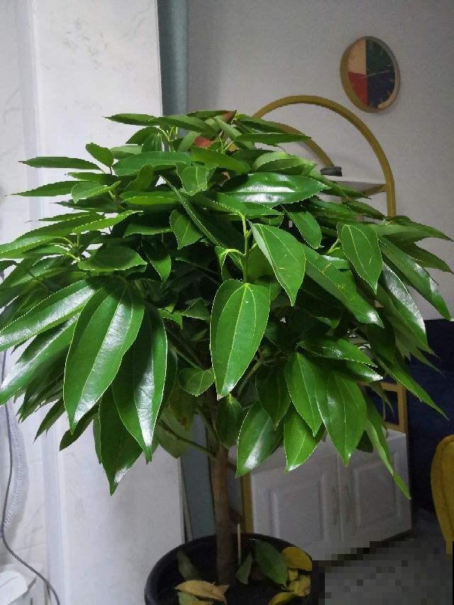 6种花，名字自带好寓意，养了就平安