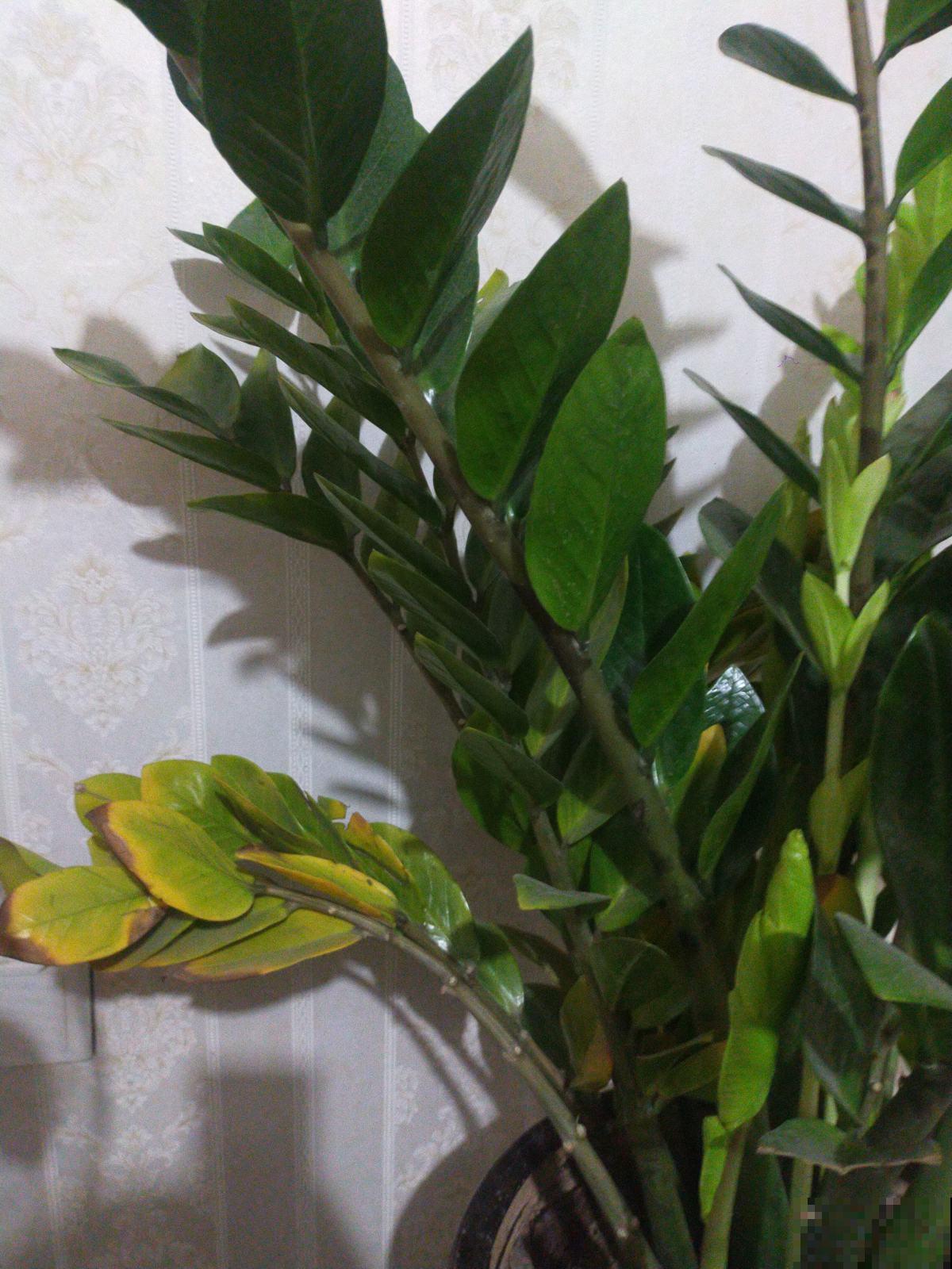 1种花名叫“钱串子”，牢记4个养护口诀，叶子油亮直反光