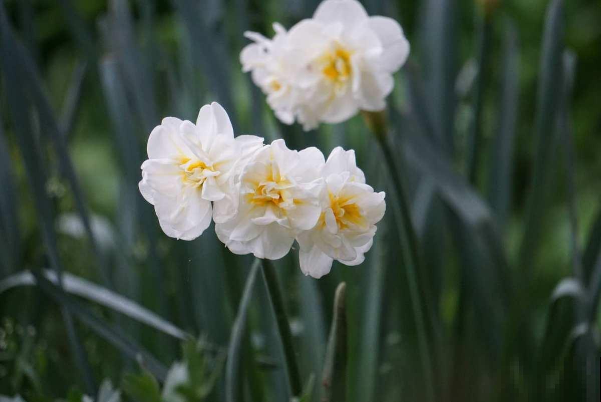 年底养些喜庆花,家里一年都吉祥,6种年宵花现在买正合适 年底养些喜庆花,家里一年都吉祥,6种年宵花现在买正合适