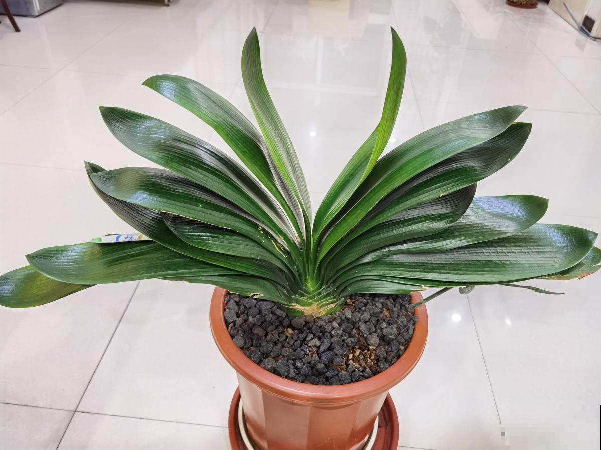 1个塑料袋,让植物安稳过冬,操作很简单 1个塑料袋,让植物安稳过冬,操作很简单