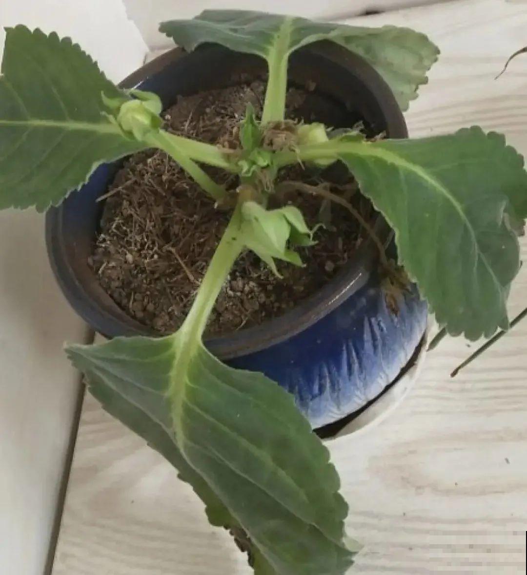 10种花，冬天别喷水，越喷越烂叶，变成光杆特丑