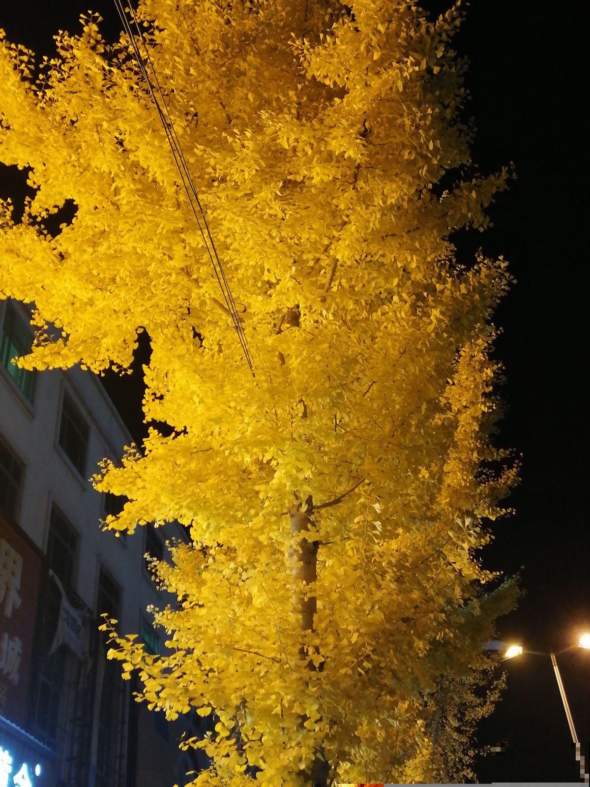 百年寺院道观种的“七贤”,原来是这7种花,家里养一盆好运连连 百年寺院道观种的“七贤”,原来是这7种花,家里养一盆好运连连