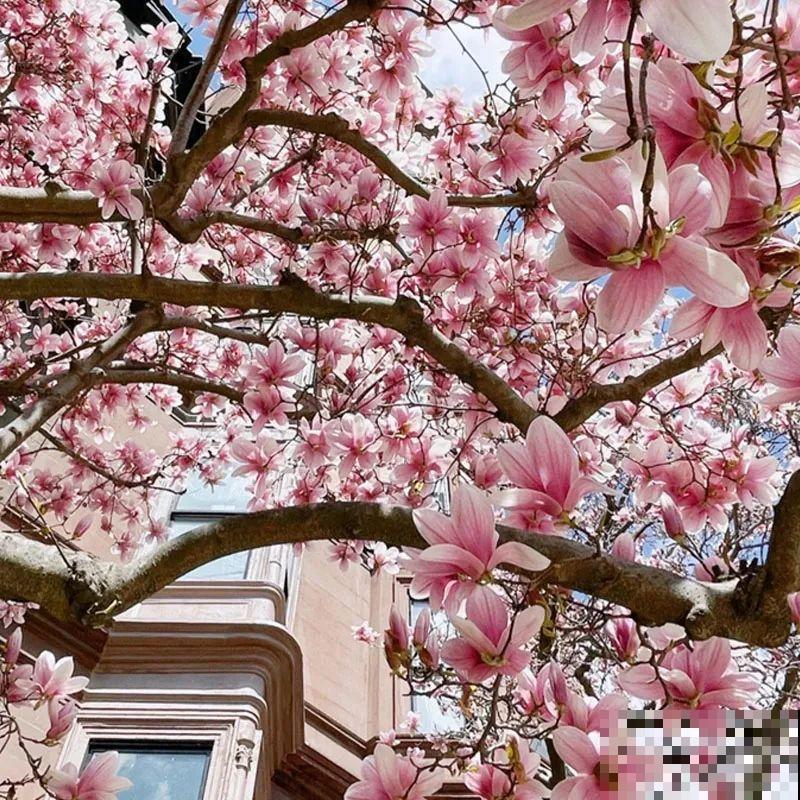 家门口种棵“吉祥花”，满树都开花，还有“镇宅”好兆头