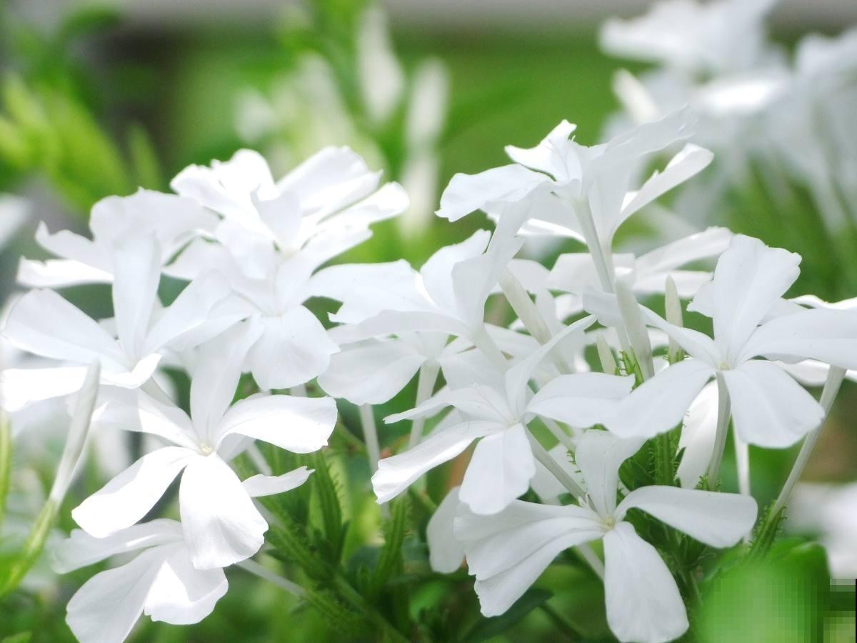 农村随处可见的牛粪，城里人当个宝，拿来养花正合适