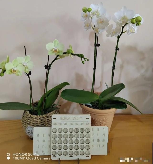 秋天给花补点“猛肥”,嫩芽一茬接一茬,花苞呼呼冒 秋天给花补点“猛肥”,嫩芽一茬接一茬,花苞呼呼冒