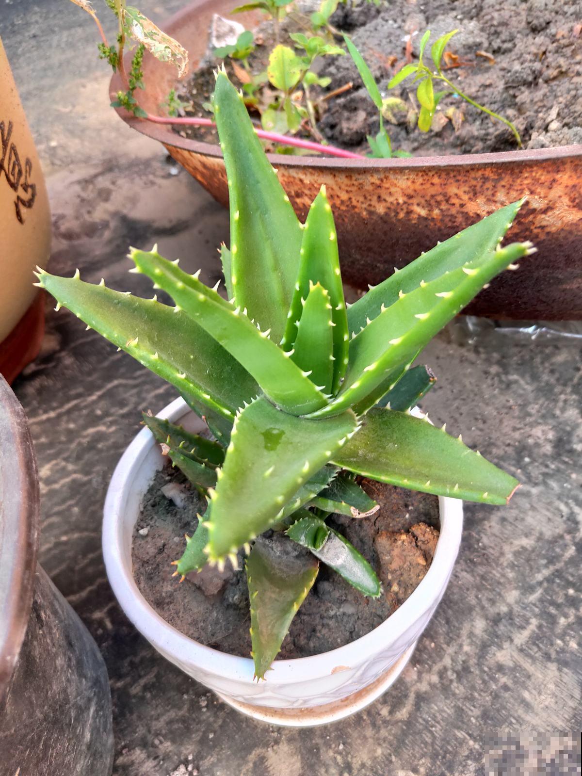 30种观叶植物,能观赏也净化空气,总有一种你养过 30种观叶植物,能观赏也净化空气,总有一种你养过