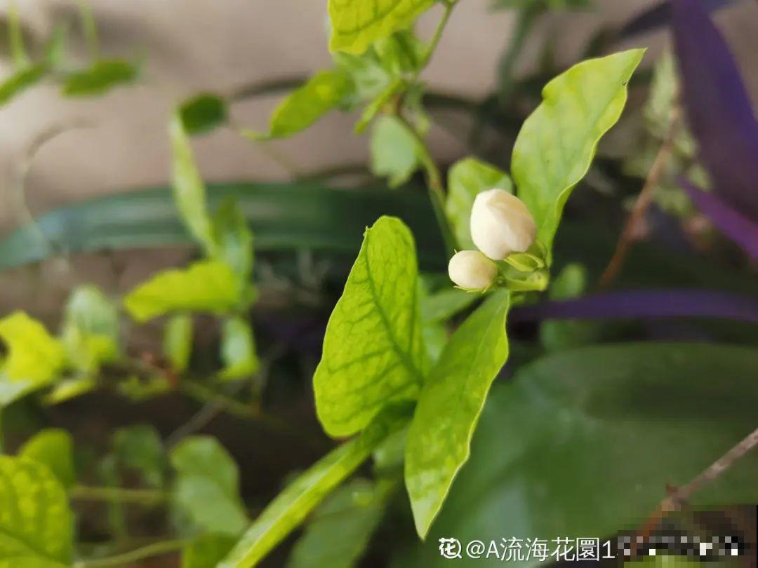 10种花现在别换盆，不然根系不服盆，很容易死掉