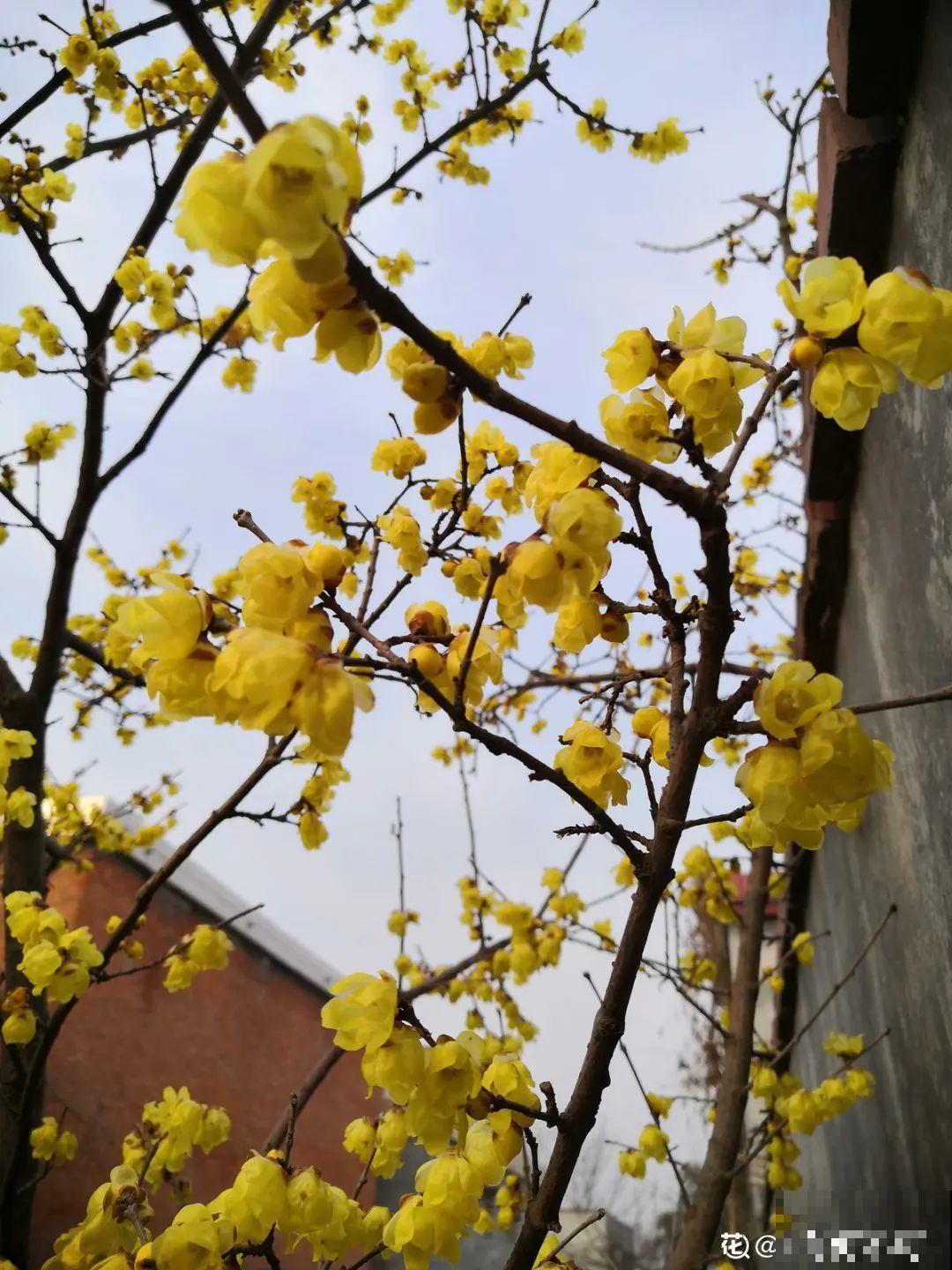 8种花养屋子里，满屋香味儿，雅致又唯美