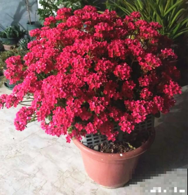 家里的“垃圾”留下，拿来养花效果好，颜值超高