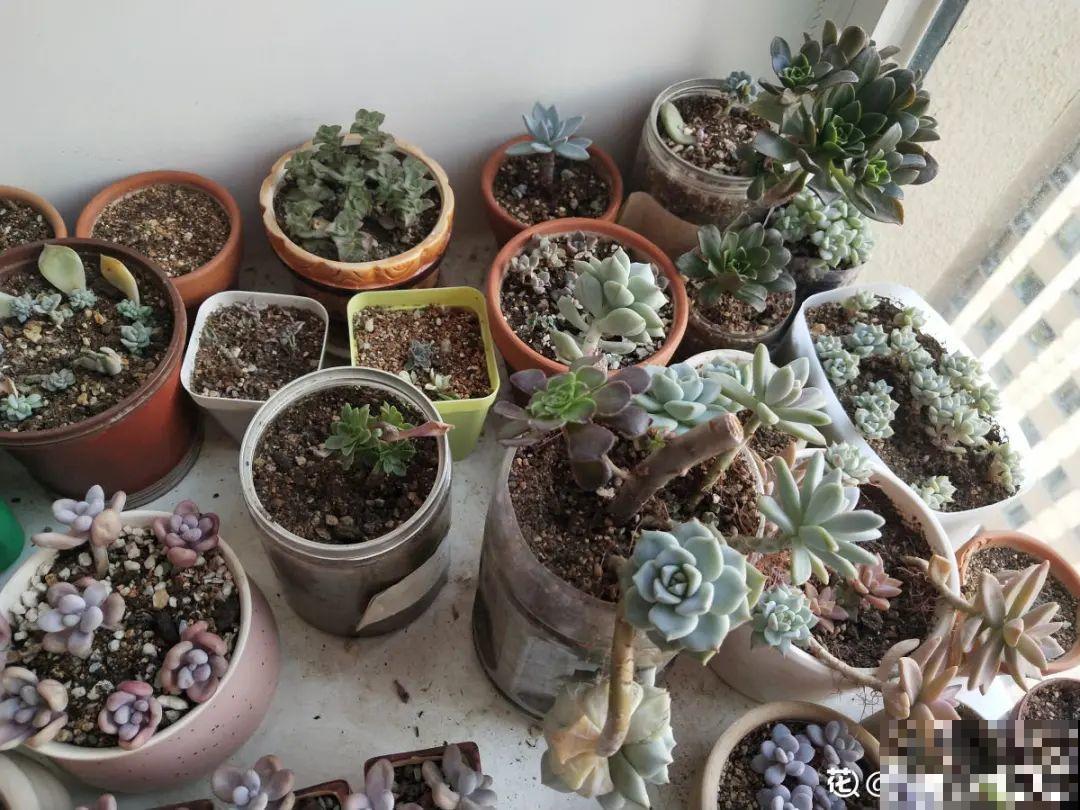 冬天6类花,叶片和花苞别喷水,一喷就烂了 冬天6类花,叶片和花苞别喷水,一喷就烂了