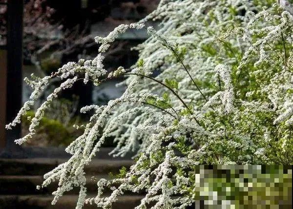 1种花叫“雪柳”，剪几根枝插水里，7天长叶，一个月开花，绝美