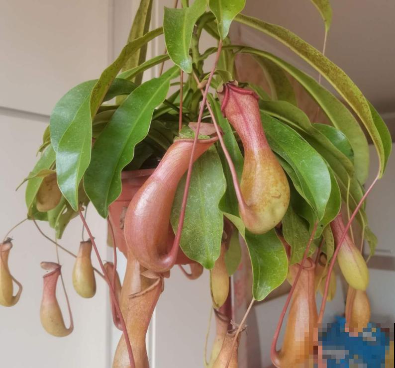 7种花养在家,可爱又个性,开花像小动物 7种花养在家,可爱又个性,开花像小动物