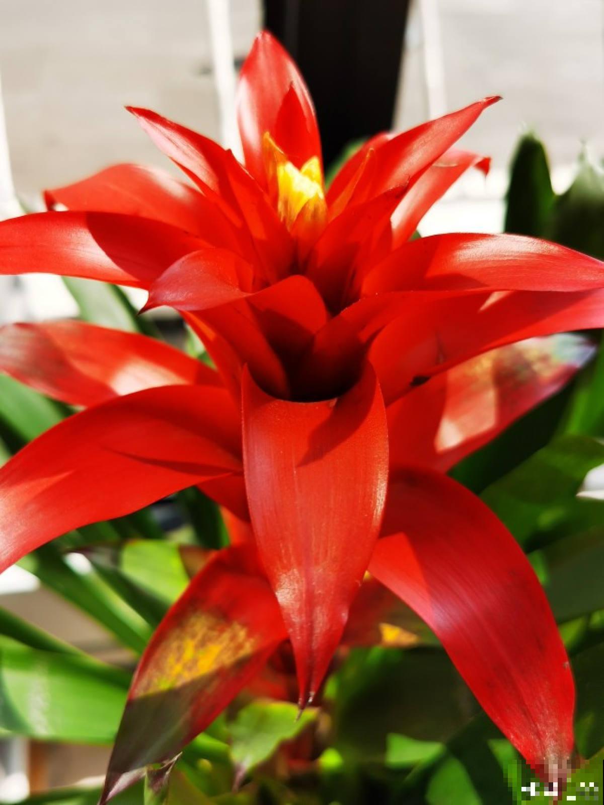 家里要养盆大红花，有4种真正的红火花，养在家里有旺运好兆头