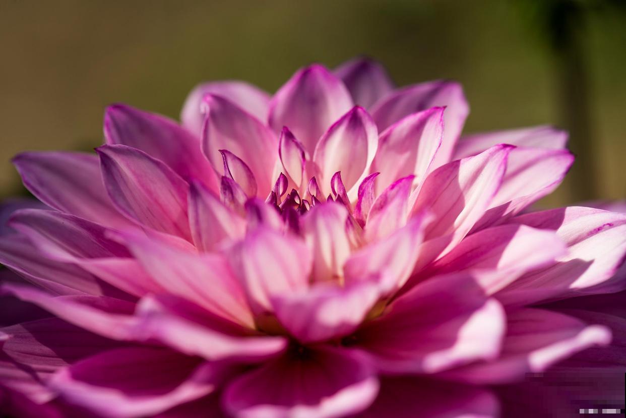 大丽花怎么养,需要注意什么 大丽花怎么养,需要注意什么