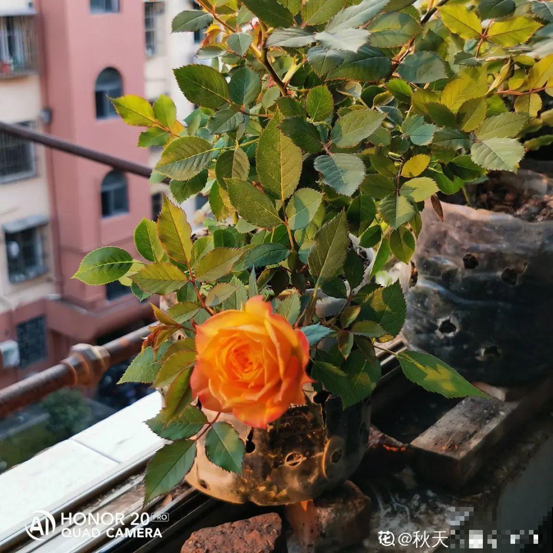 10种花冬天要施肥,不然不开花,而且活不过一年 10种花冬天要施肥,不然不开花,而且活不过一年