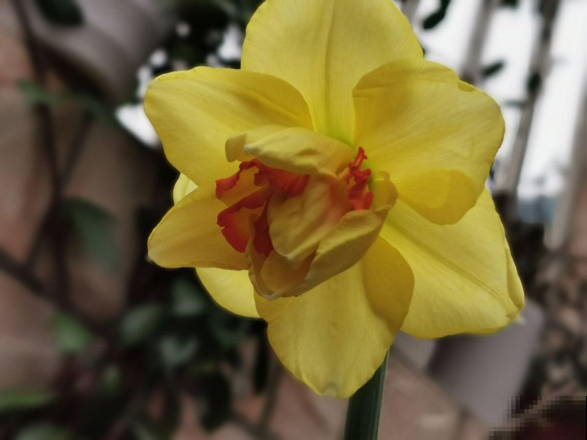 天下水仙漳州强,小雪之后养一盆水仙,时间刚刚好 天下水仙漳州强,小雪之后养一盆水仙,时间刚刚好